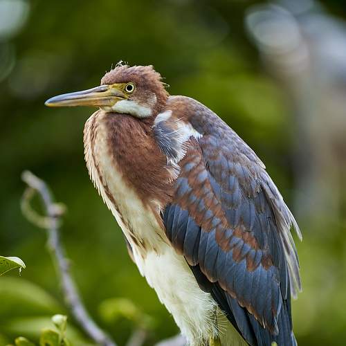 Tricolor Heron