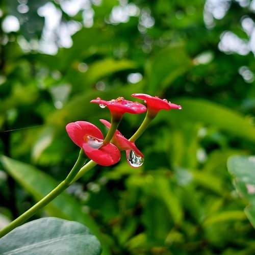 Drop of Hope