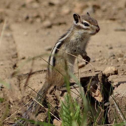 Photo #7799605
