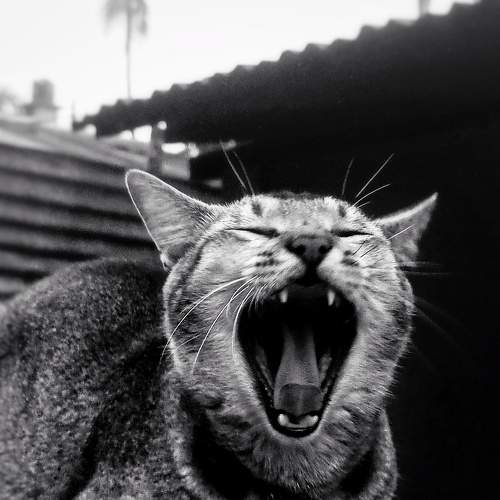 Photo #7800921