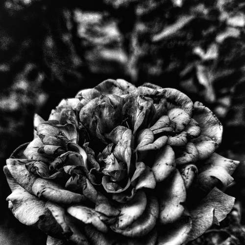 Dark rose.