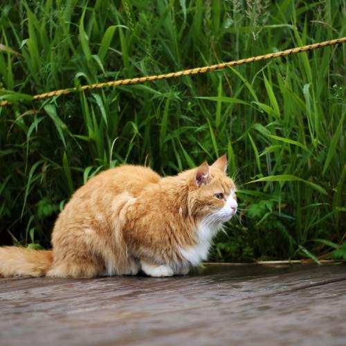 Photo #7803421