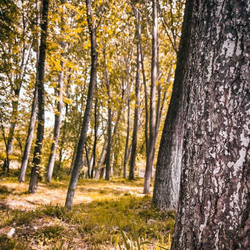 Photo #7805921