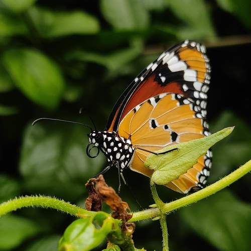 Photo #7808165