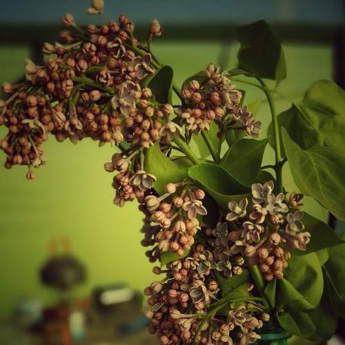 Photo #7810012