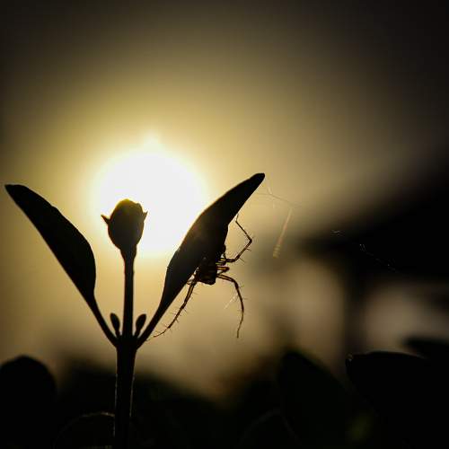 Photo #7810609