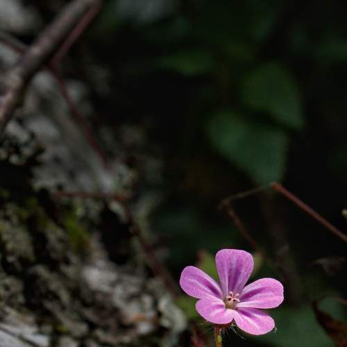 Photo #7813129