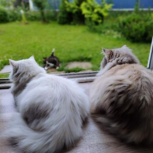 Photo #7814294