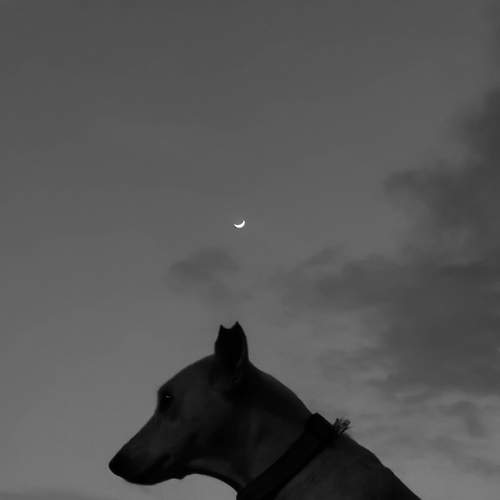 Crescent Lone