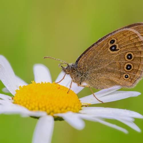 Photo #7815679