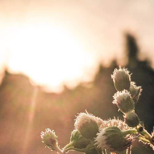 Rising flowers