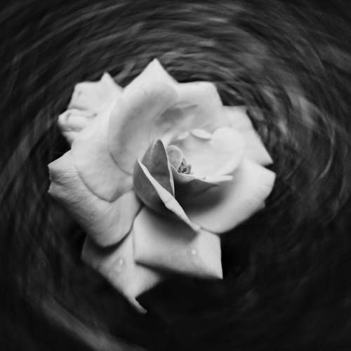 The whirlpool effect