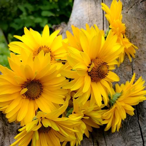 Photo #7819859
