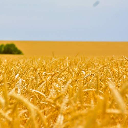 Photo #7820047