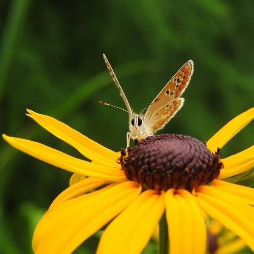Photo #7820692