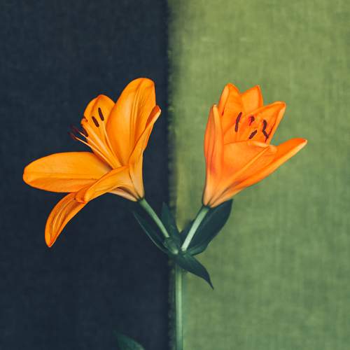 Photo #7822221