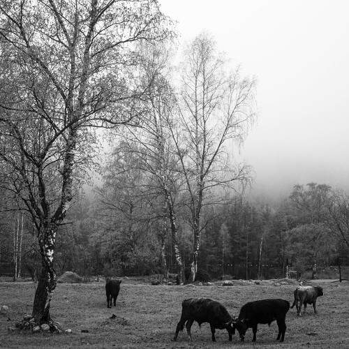 Photo #7823380
