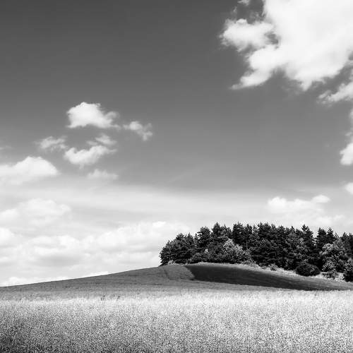 Field