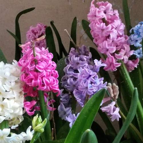 Colorful flowers
