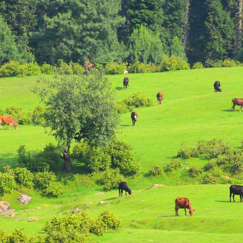 Photo #7828695