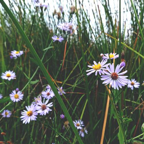 Photo #7828974