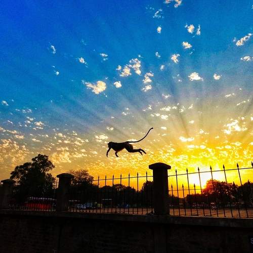 Photo #7830684