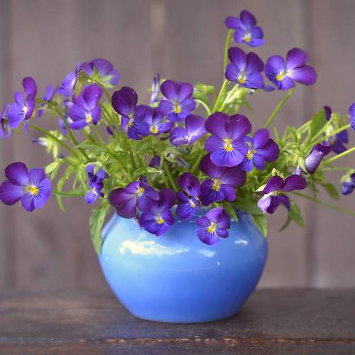 Photo #7833105