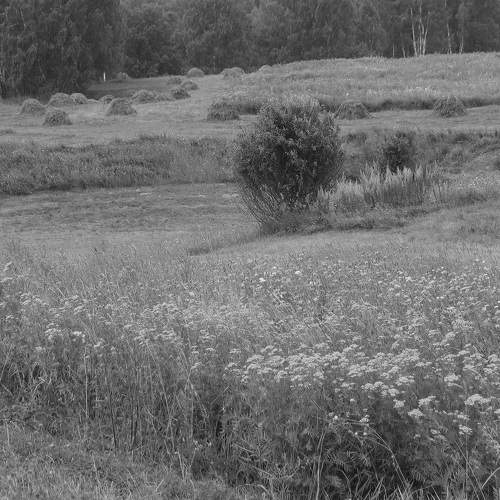 Photo #7833218