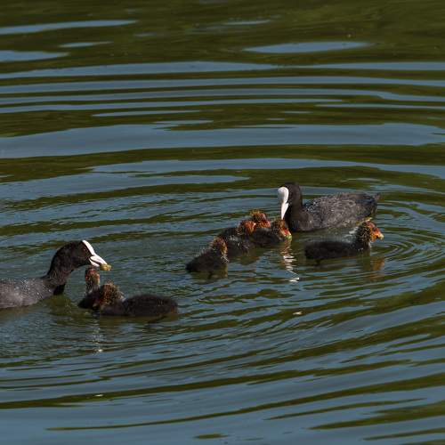 Photo #7835394