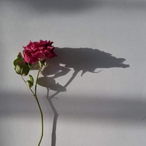 Photo #7835614