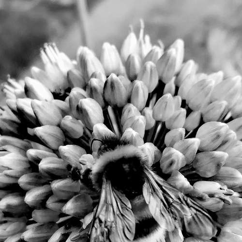 Yes, you are my bumblebee, and I am a flower.