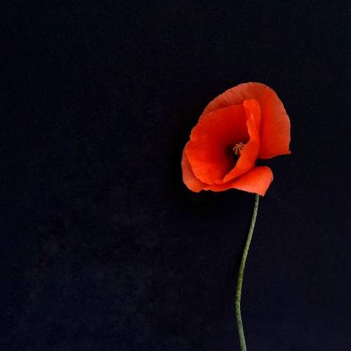 Photo #7847573