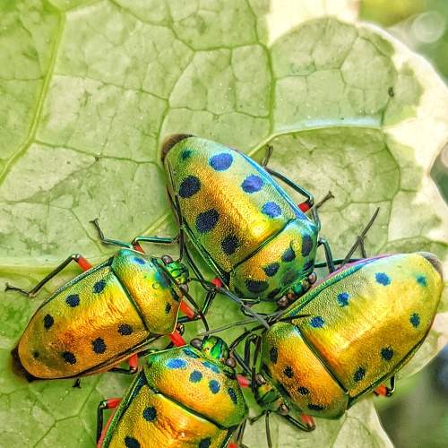 Jewel Bugs
