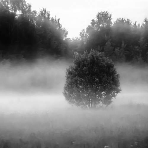 Nothing, only tree.