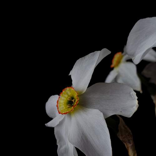 Black. Flowers. Spring.