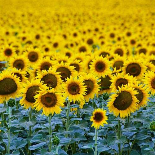Photo #7855666