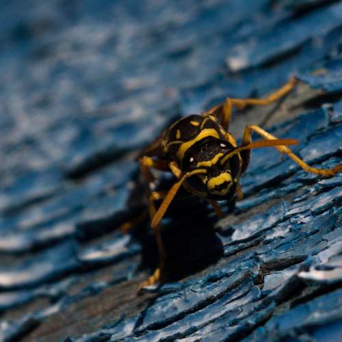 Photo #7857125