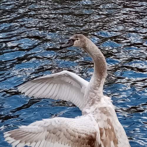 Photo #7862765