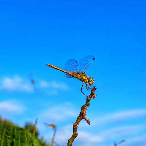 Photo #7865214