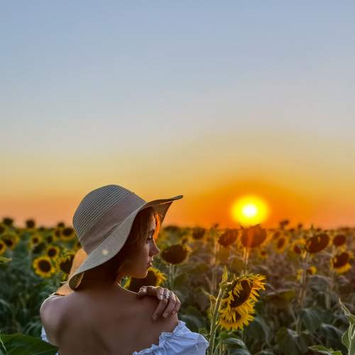 sunflower sunset