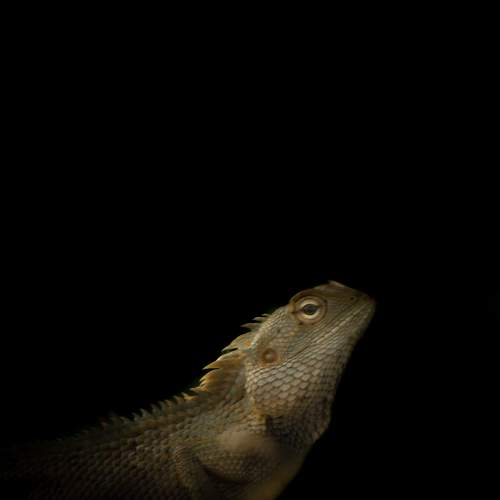 Indian chameleon
