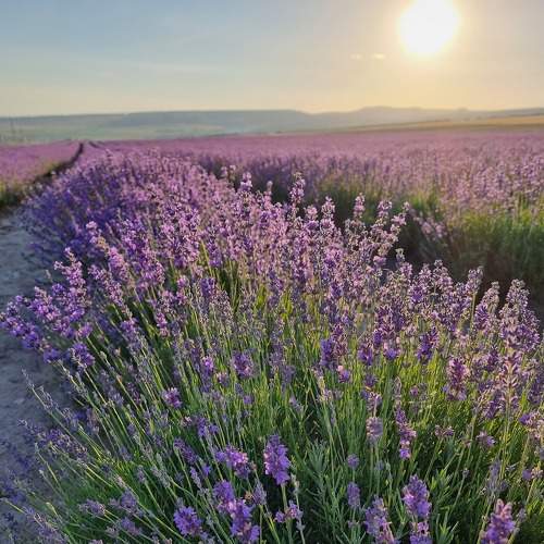 Photo #7866755