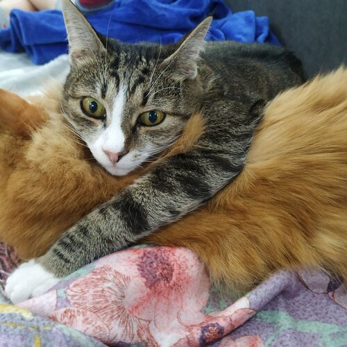 Котолюбовь