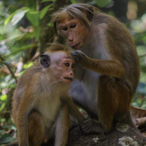 Motherly Love