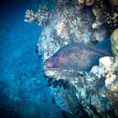 Photo #7868197