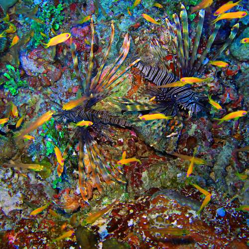 Colorfull art