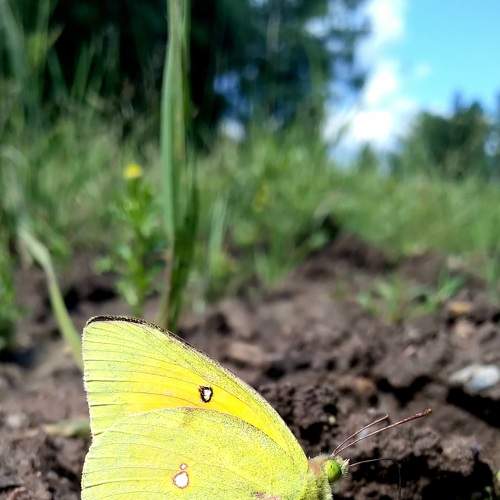 Photo #7885833