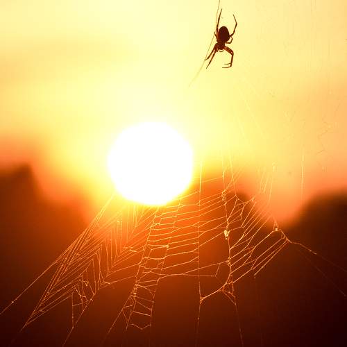 Photo #7895232