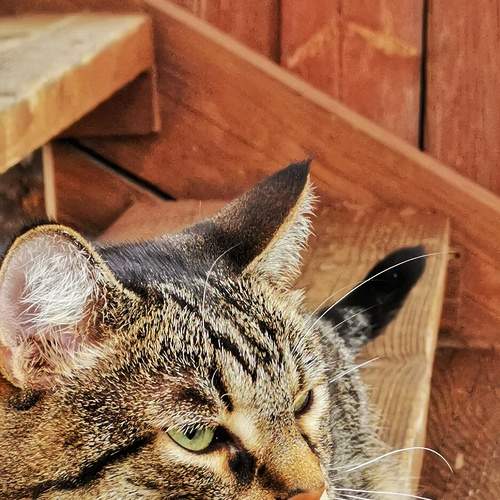 Photo #7899852