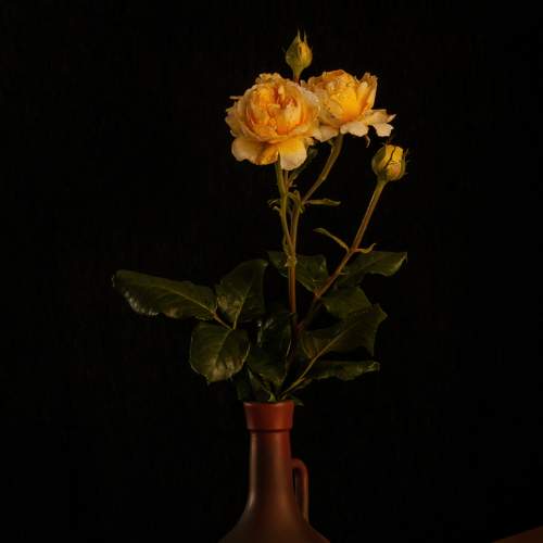 Photo #7901422